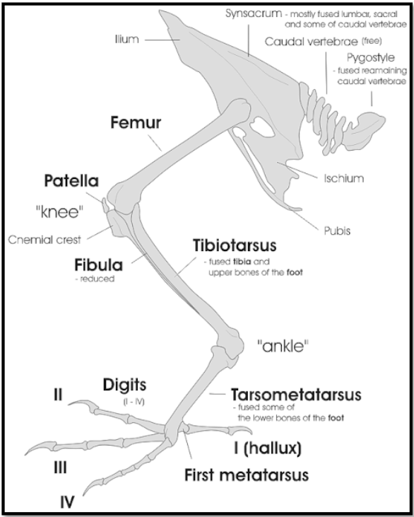 <ul><li><p>fused synsacrum keeps things lightweight</p></li><li><p>relatively short <strong>femur</strong> becomes less important</p></li><li><p><strong>Tibiotarsus</strong> is fusion of tibia and proximal tarsal</p></li><li><p><strong>Tarsometatarsus</strong> is fusion of distal tarsals (ankle) and metatarsals</p></li></ul><p></p>