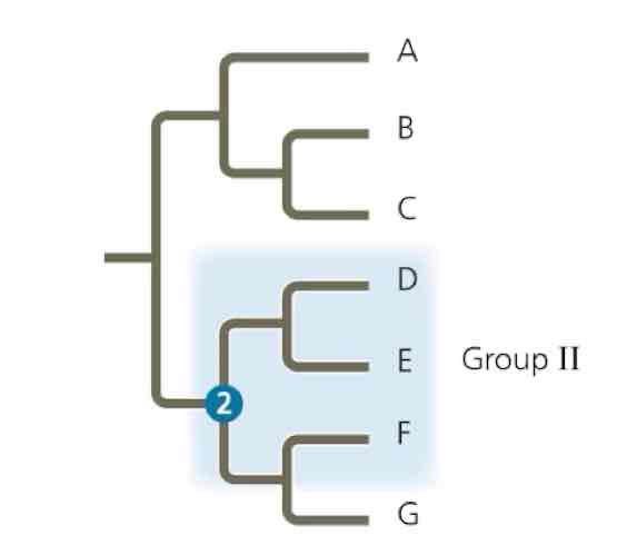 <p>What type of group is this clade</p>