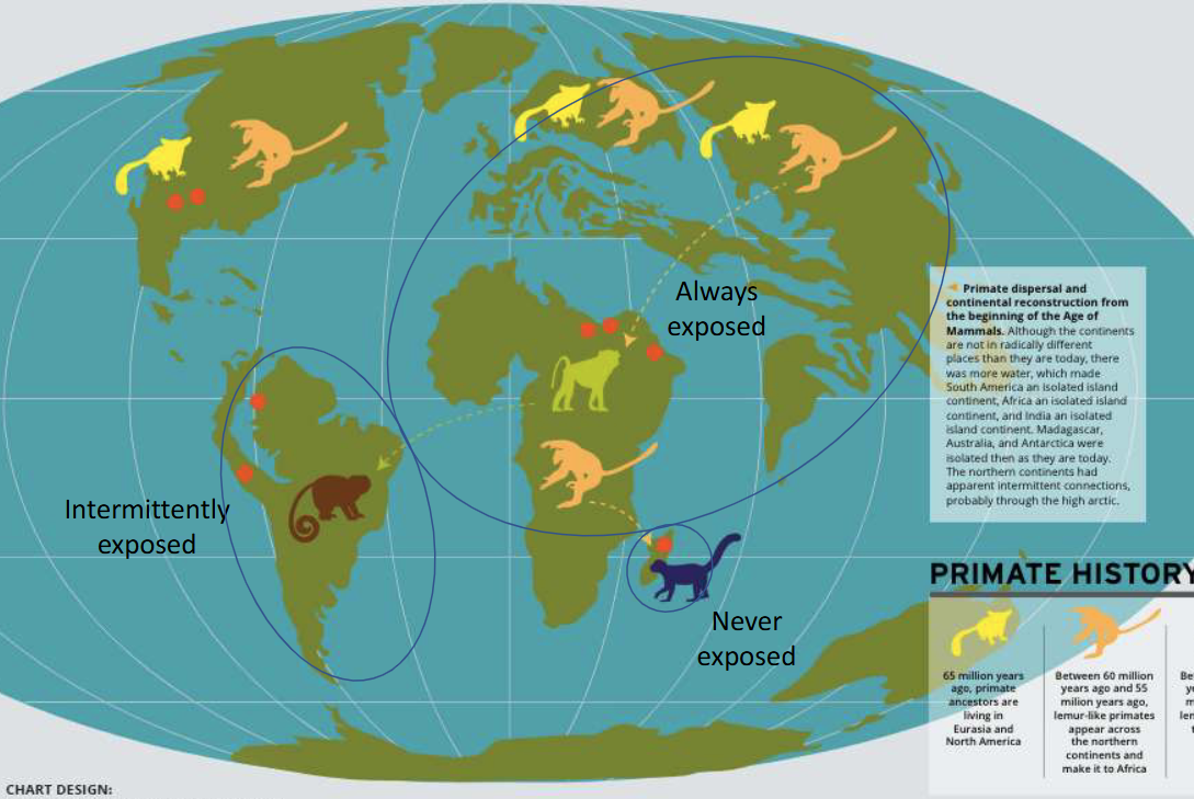 <p>Always - Africa (old world monkeys - catarrhini and apes/lorises)- most evolved visual system</p><p></p><p>Sometimes/intermittently - South America (new world monkeys - platyrrhini, baboons) - decently evolved visual system</p><p></p><ul><li><p>takeaway: the types of predators (snakes) primates co-evolved with shaped their visual systems</p></li></ul><p></p><p></p><p></p><p><span style="background-color: white;"><span>Promisians are the ones without venomous snakes, new world were intermittently exposed, and the Cathyarine (human and associated primates) were always???????????</span></span></p>
