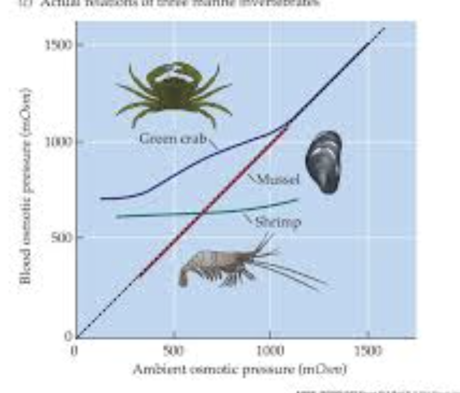 <p>are these animals regulators or conformers?</p>