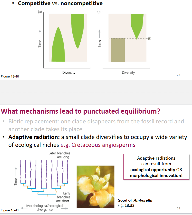 <p><strong>Biotic Replacement: </strong>one clade disappears from the fossil record and another clade takes its place</p><ul><li><p><strong>Competitive: </strong>competition for resources or other biotic interactions.</p></li><li><p><strong>Noncompetitive: </strong>Factors other than direct competition like environmental changes, shifts in niche availability or evolutionary innovations. </p></li></ul><p><strong>Adaptive Radiation: </strong>A small clade diversifies to occupy a wide variety of ecological niches ex: Cretaceous angiosperms</p>