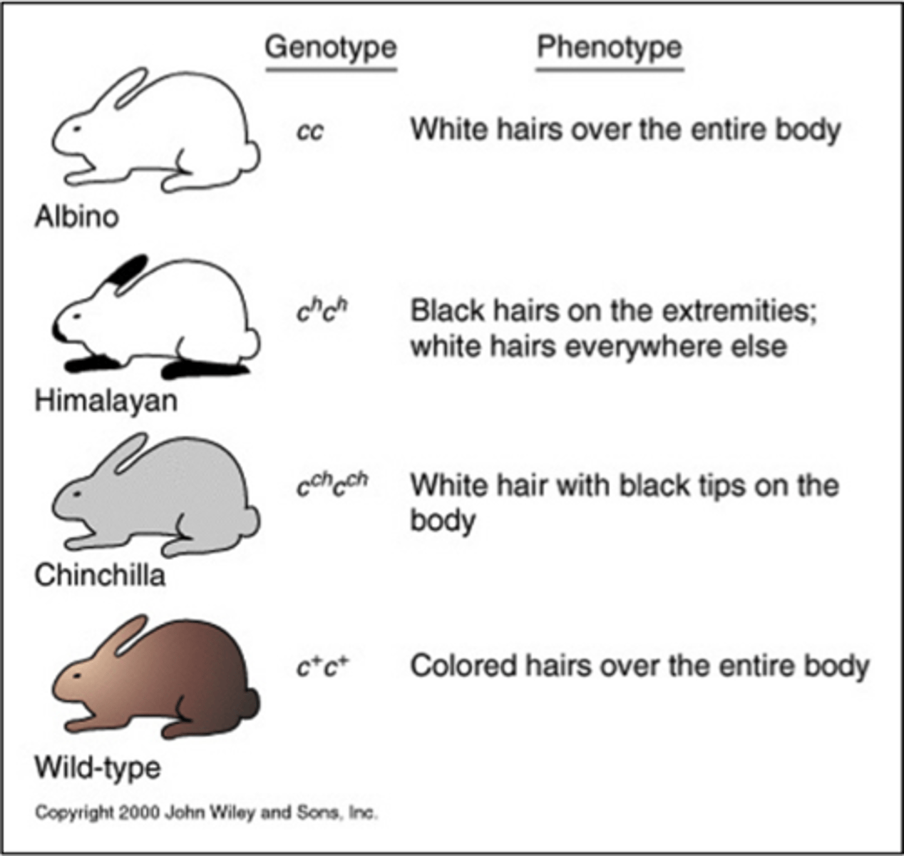 <p>It is possible that a trait has more than two (multiple) alleles that determine which phenotype is expressed.</p><p>Ex.</p><p>hair colour in rabbits</p><p>blood groups in</p><p>humans.</p>