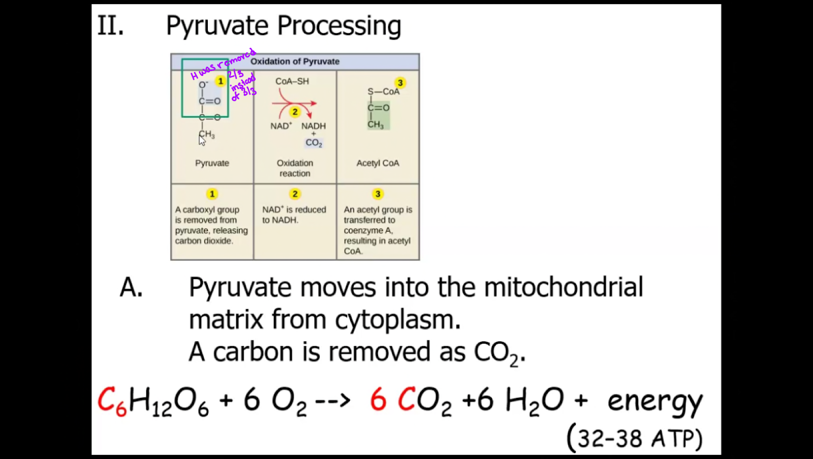 * A carbon from each pyruvate is removed as CO2 (So 2 total per glucose) 
* The  2-C fragment left is attached to a coenzyme, to yield acetyl CoA, which is now ready to enter the next stage (2 Acetyl CoA per glucose). 
* 2 NADH are produced per glucose
