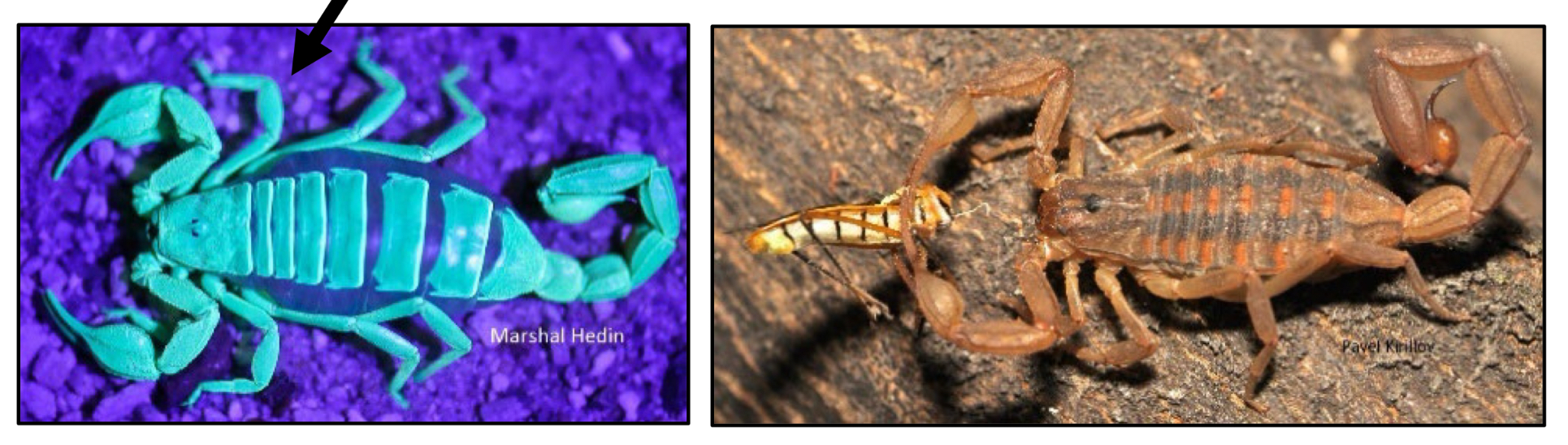 <p>What order are scorpions in?</p>