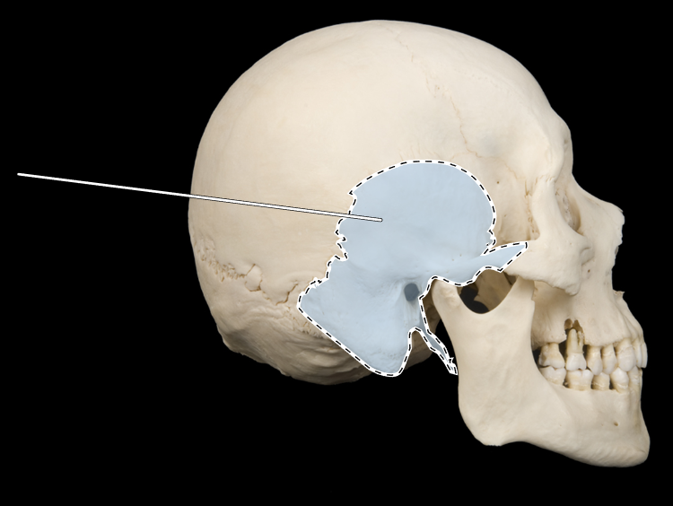 <p>Name this bone.</p><p>(Skull, lateral view).</p>