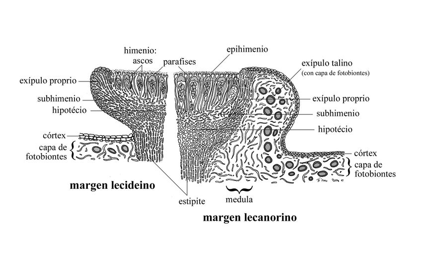 <p>Es un tipo de estructura reproductiva (apotecio) en los líquenes que se caracteriza por tener solo un reborde propio (paratecio), el cual generalmente es de color negro o más o menos oscuro.</p>