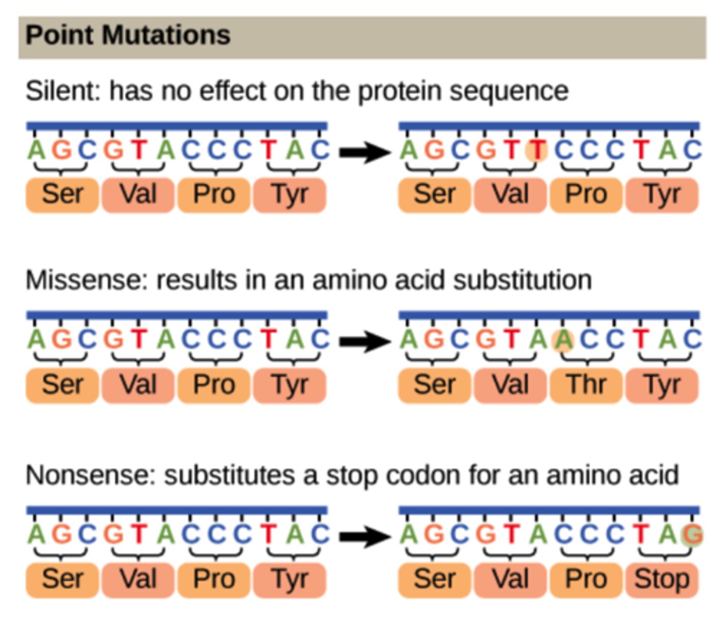 <p>point mutation</p>