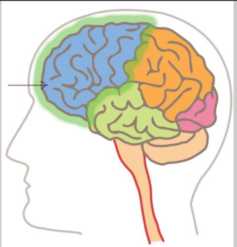<p><strong>Identify </strong><span>the area of the brain highlighted.</span></p>