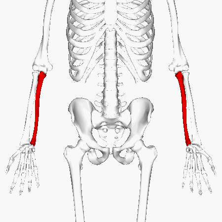 <p>Key Features: Olecranon (elbow), Trochlear notch, Styloid process</p><p>Memory Trick: U-shaped notch at elbow</p>