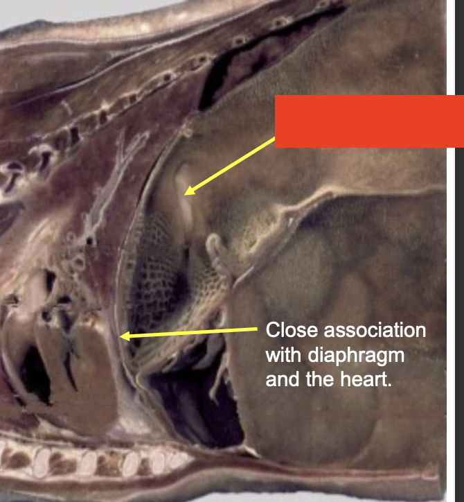 <p>what is the yellow arrow pointing to (covered by red box)?</p>