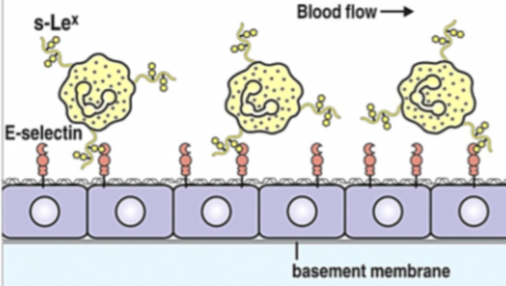 <p>De medierar leukocyternas “rullning” över endotelet. De sitter förankrade i aktinfilament. Leukocyterna har en oligosackarid som binder till <strong>lektin</strong> på selektinen extracellulärt. Interaktionen är väldigt svag. </p><p><u><span><img src="https://lh7-us.googleusercontent.com/sHj9juNtzZ4lJl2CM6PCbt8JiuKUCh-f2_h3gL55RmaYoRr-Q2VQs2dtk7TcW6CLxP-Tedq5hroScdHzaltK9rVGdNvPOyYBt59LwhTTBUiIbmVvi7GAJPOhyX6jZ8KtteDRR4l5LOf1ldY6HoQA23k" width="139" height="189"></span></u></p>