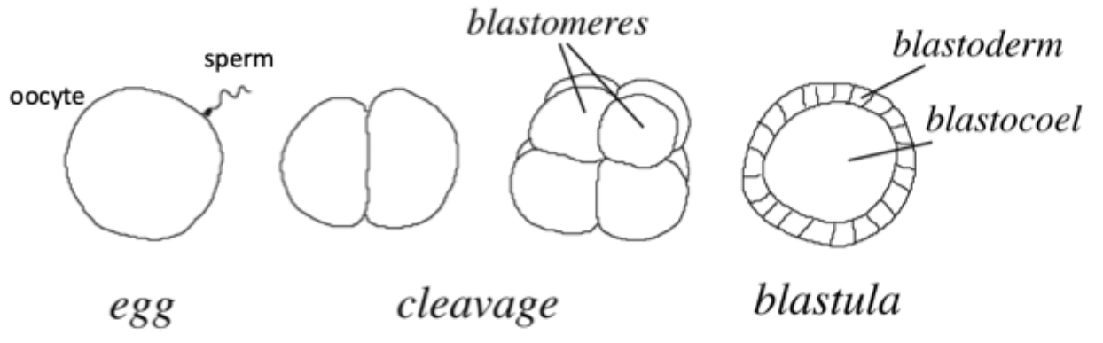 <p>Made of blastomeres on outside which forms blastoderm + inside cavity called blastocoel. </p>