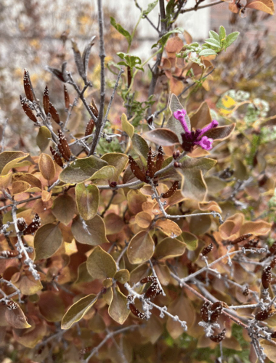 <p>lentisols on capsules, purple-pink flower, copper fall foliage, small ovate to orbicular leaf,</p>