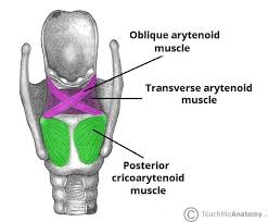 <p>adductor</p>