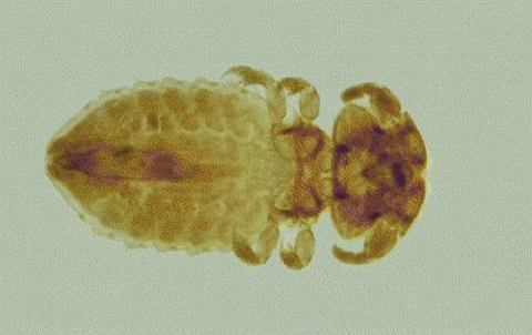<p>what group of lice</p>