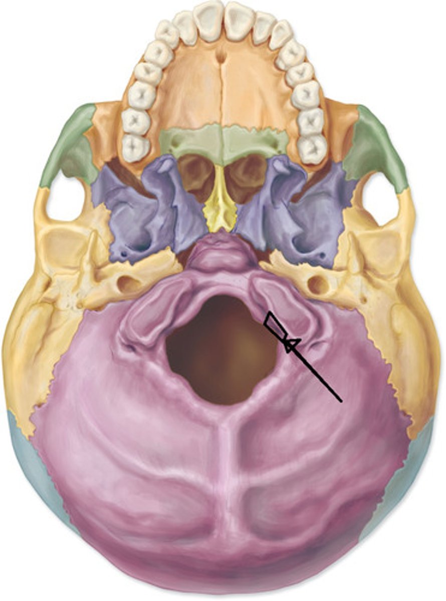 <p>Opening on inside of occipital condyles. CRANIAL NERVE XII passes</p>