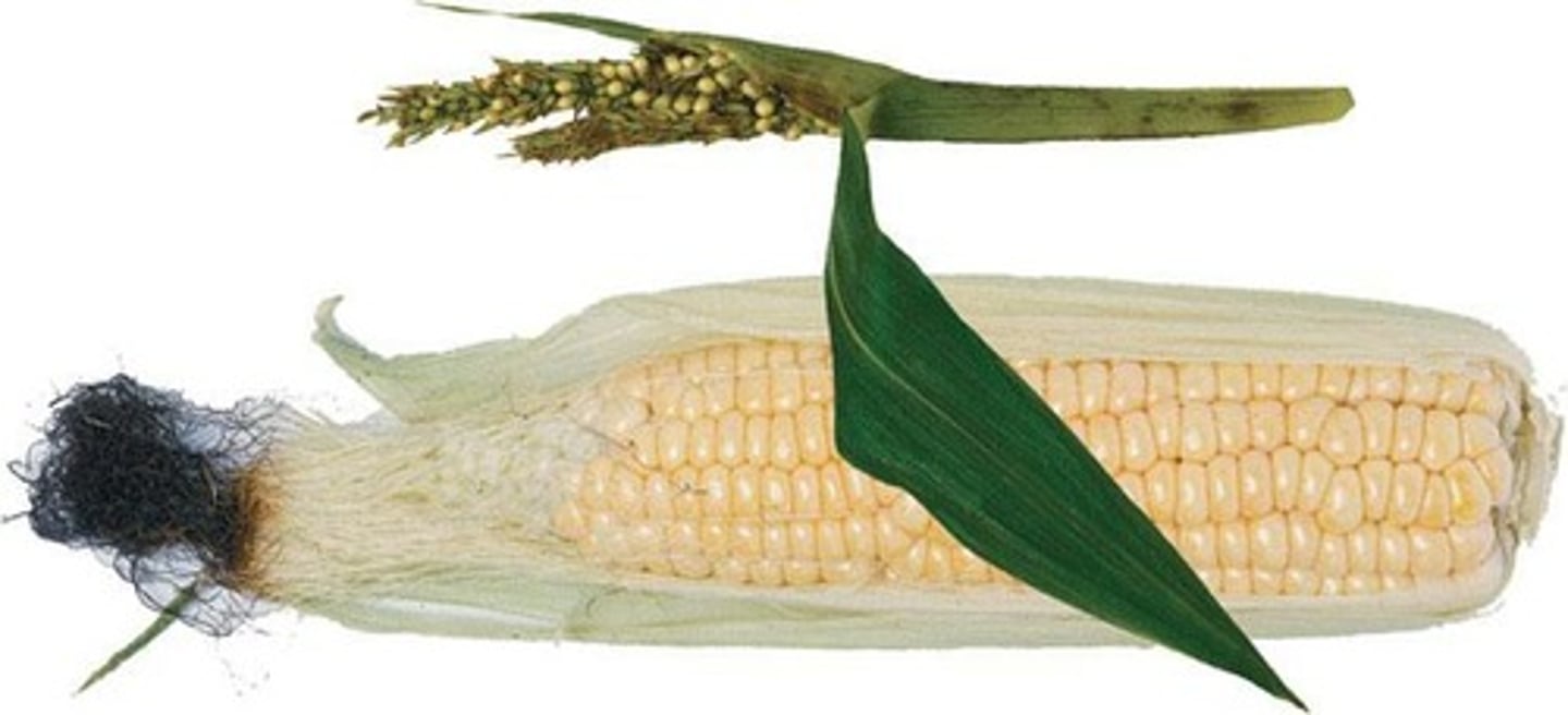 <p>Golden Rice is engineered to provide a source of Vitamin A to combat deficiency in children.</p>