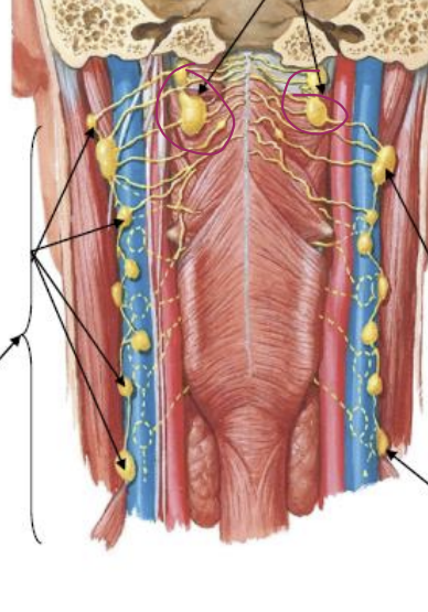 <p>where are the retropharyngeal lymph nodes in thi image?</p>