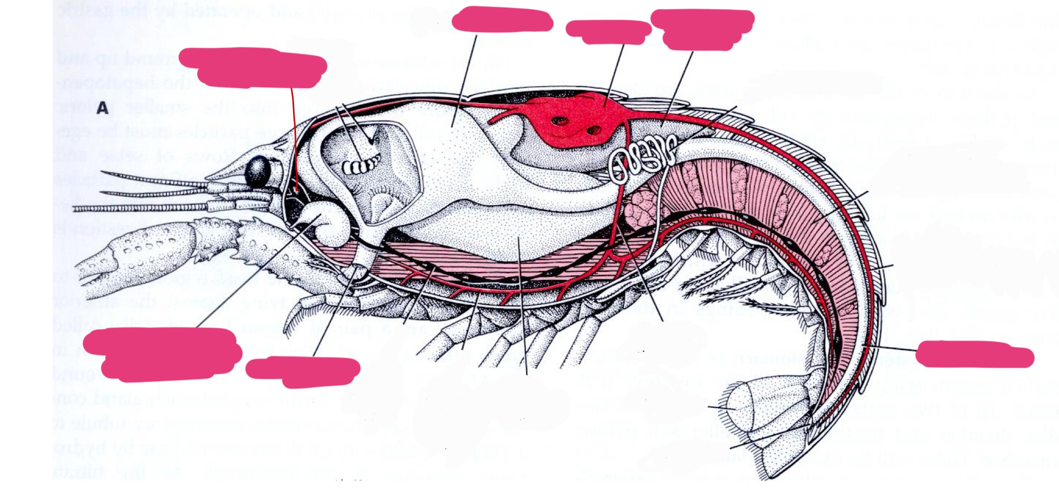 <p>Label + Identify (Grouping(s), Phylum, Subphylum, Class, Order)</p>