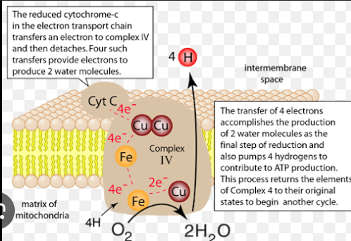 <ul><li><p>Cytochrome oxidase</p></li></ul><p></p>