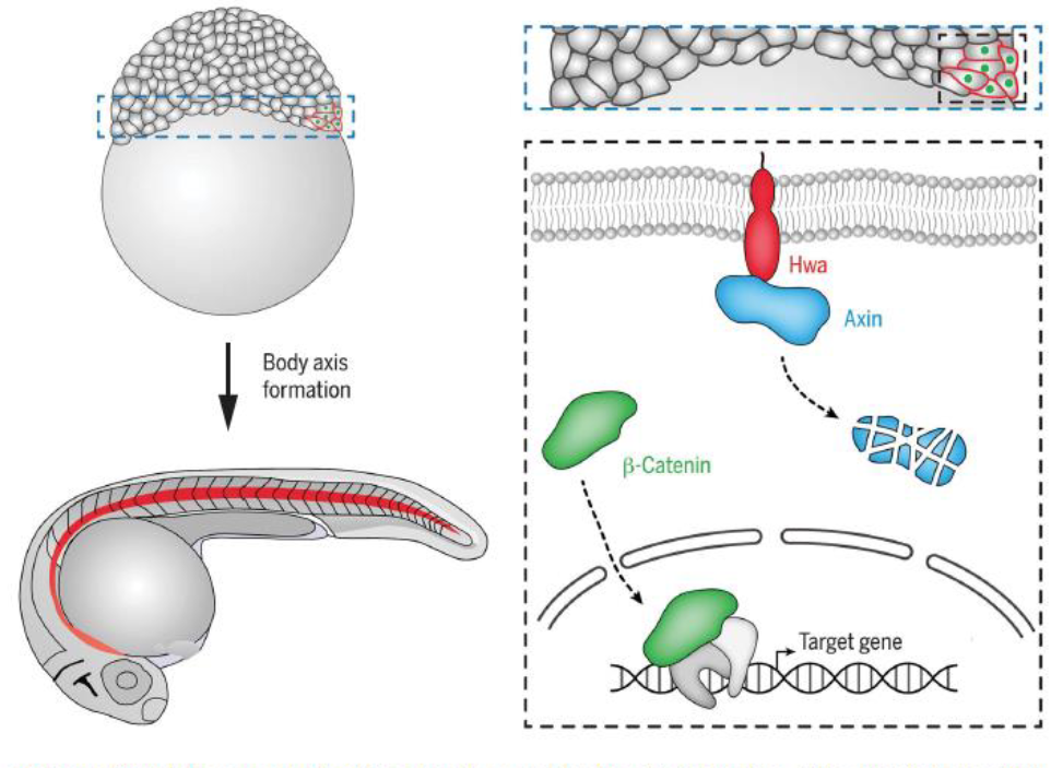 <p>Hwa protein is in prospective dorsal blastomeres, it degrades Axin (independent of Wnt signaling) resulting in stabliization and nuclear translocation of beta-catenin for activating organizer-specific target gene expression. <br><br>The notochord (red) is an organizer-derived tissue</p>