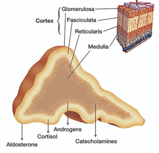 <p><strong><u>Covered by:</u> </strong><span style="color: red;"><strong>Fibrous capsule</strong></span></p><p><strong><u>Apperance:</u> </strong><span style="color: red;"><strong>Yellow</strong></span><strong> </strong>and <span style="color: red;"><strong>radially striated</strong></span></p><p><strong><u>Originates from:</u></strong><span style="color: red;"><strong> Mesenchymal cells</strong></span><strong> </strong>from <span style="color: red;"><strong>mesoderm</strong></span></p><p><strong><u>Subdivided into:</u></strong></p><ul><li><p><span style="color: red;"><strong>Zona glomerulosa</strong></span><strong> </strong>(<em>outer zone</em>) </p></li><li><p><span style="color: red;"><strong>Zona fasciculata</strong></span><strong> </strong>(<em>middle zone</em>) </p></li><li><p><span style="color: red;"><strong>Zona reticularis</strong></span><strong> </strong>(<em>inner zone</em>)</p></li></ul><p></p>