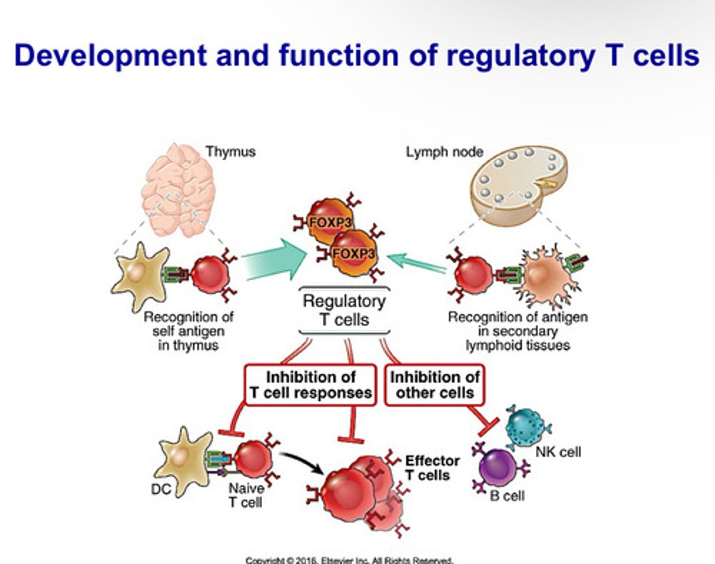 <p>-regulate immune system and maintain balance between peripheral tolerance and immunity</p><p>-multiorgan autoimmune disease is a result if none</p><p>-some develop naturally, some are induced by cytokines</p><p>-express CD4 and CD25</p><p>-al activated T cells express CD25, but T regs are the only ones that express it when naive</p><p>-use FoxP3</p>