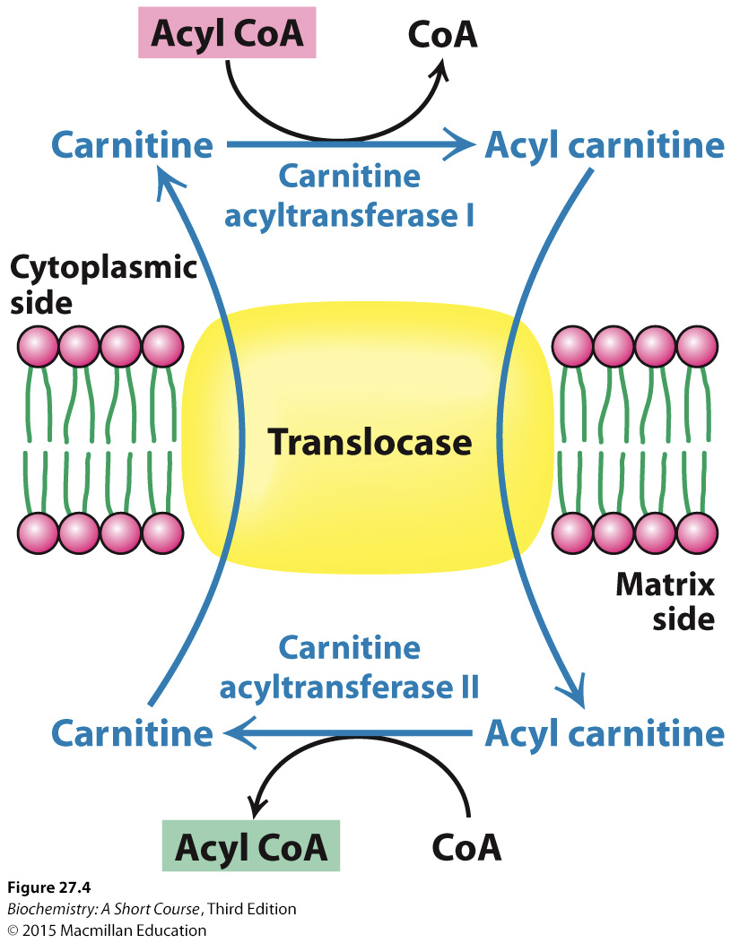 <p>Transport <strong><u>across the inner mitochondrial membrane </u></strong>requires FAs to be linked to an <u>alcohol-carnitine</u></p><p>95% of <strong>carnitine</strong> is located within the skeletal muscles</p><ul><li><p>activities at this channel are the <strong>rate-limiting step</strong></p></li></ul><p></p>