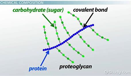 <p>A large molecule consisting of a small core protein with many carbohydrate chains attached, found in the extracellular matrix of animal cells. A proteoglycan may consist of up to 95 percent carbohydrate. </p>