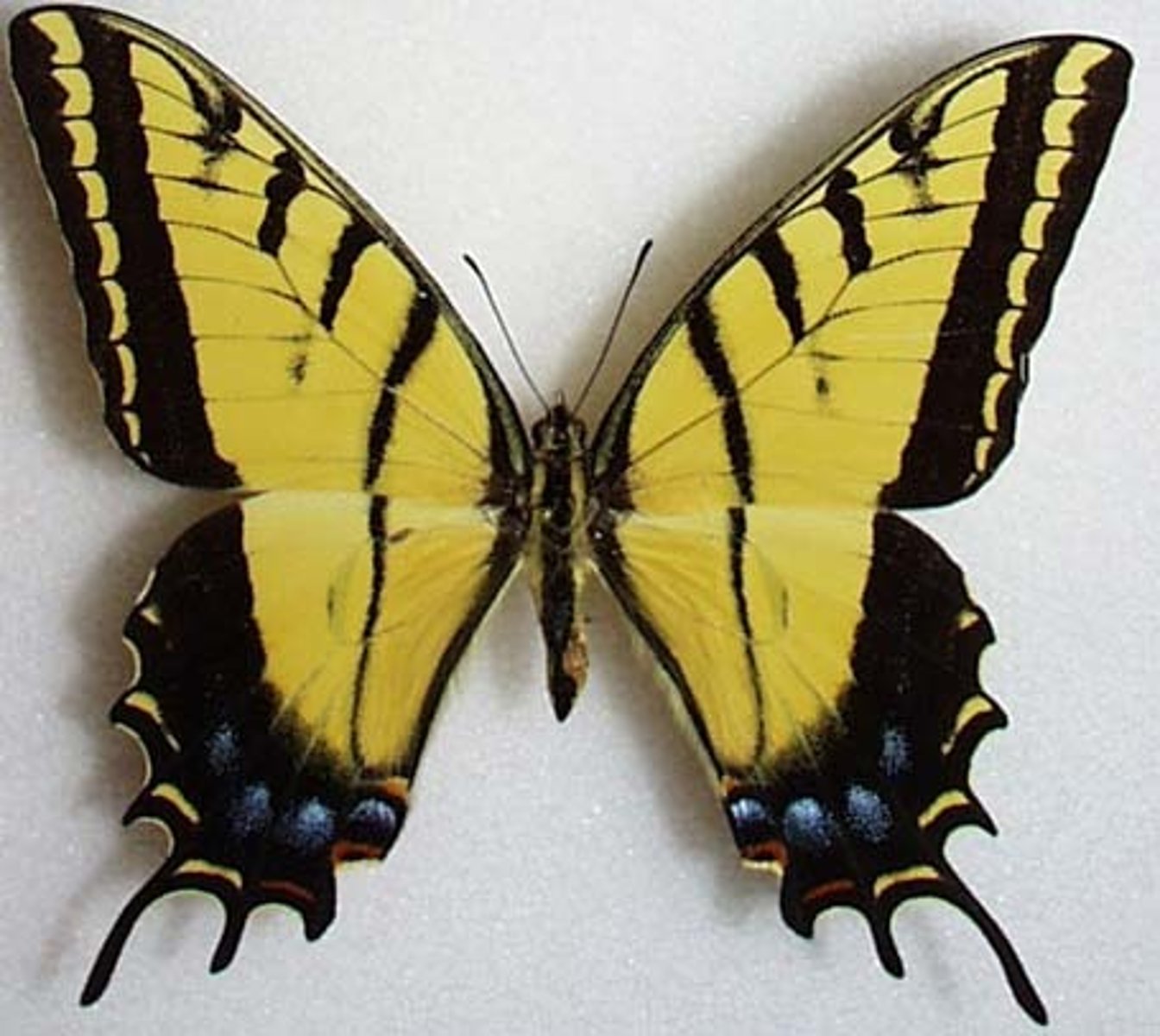 <p>Swallowtails</p>
