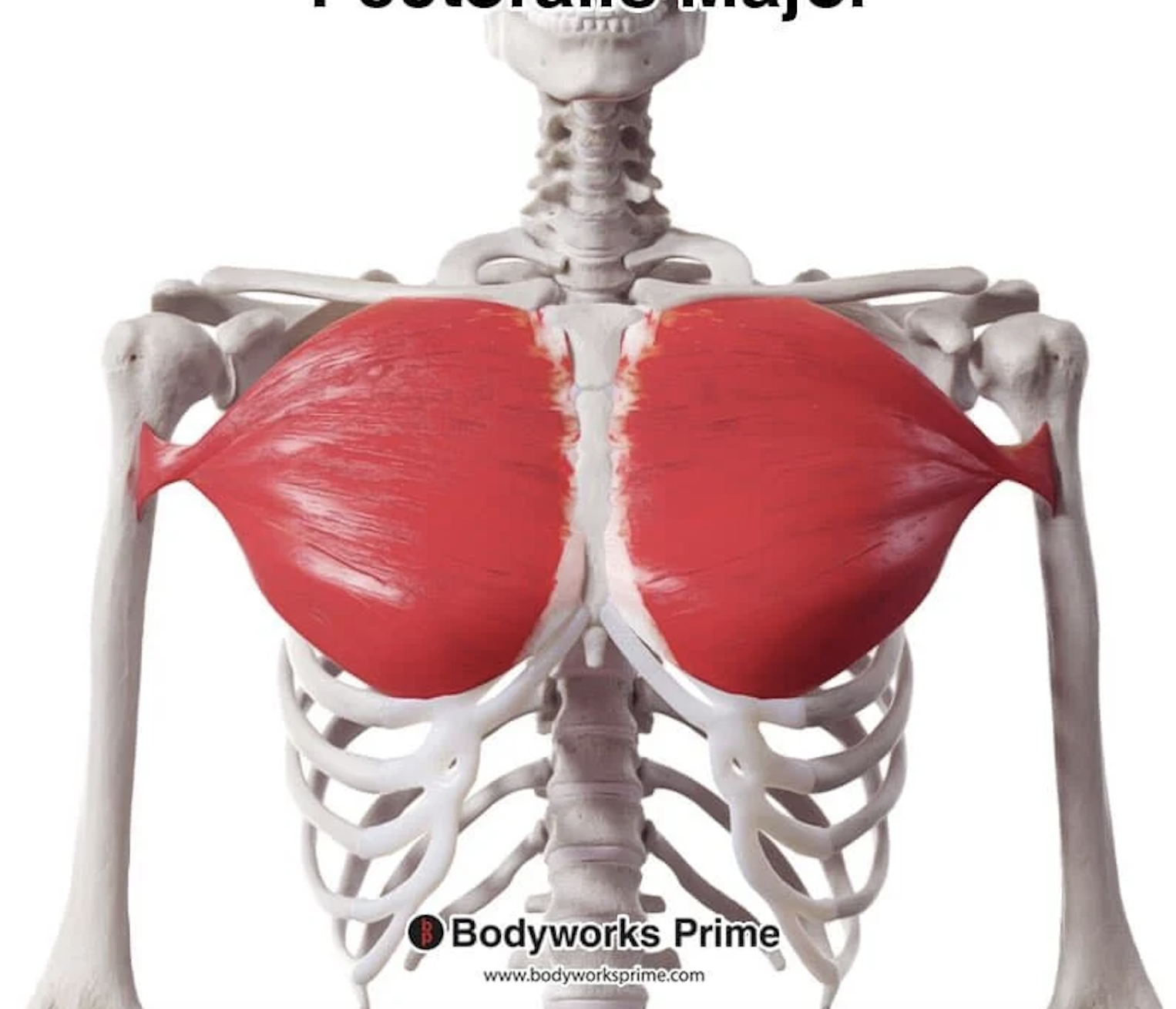 <p>pectoralis major</p>