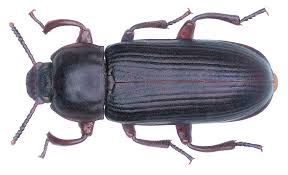 <p>Pill-shapes bodies, legs kind of look like scythes that curve from the thorax/abdomen and jut out like handles, small head with slightly segmented antennae that look like circles stacked on each other, most noticeable feature is their legs, Class Insecta, Order Coleoptera, called darkling beetles</p>