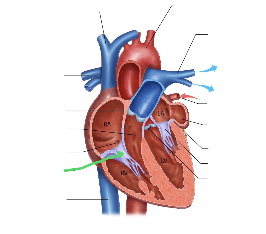<p>Between right atrium and right ventricle; prevents backflow into right atrium.</p>