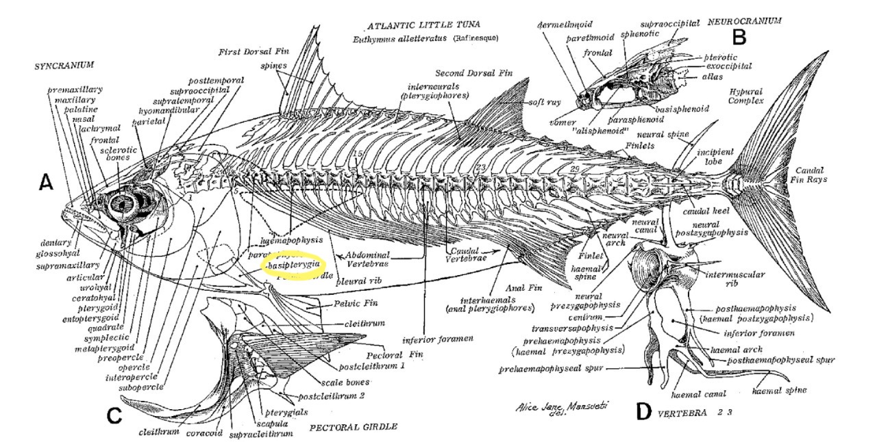 <ul><li><p>Supports pelvic fin</p></li><li><p>Allows fish to extend pelvic fins for increased maneuverability and facilitates fin movement</p></li><li><p>Specific paired element within the pelvic girdle of bony fishes</p></li></ul><p></p>