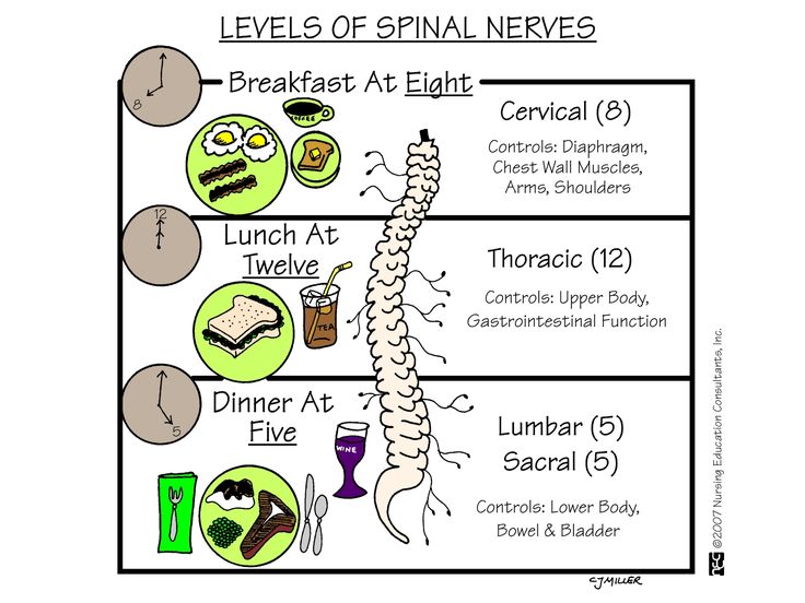 <ul><li><p><strong><mark data-color="purple" style="background-color: purple; color: inherit">five sections:</mark></strong></p><ul><li><p>cervical C1-C8</p></li><li><p>thoracic T1-T12</p></li><li><p>lumbar L1-L5</p></li><li><p>sacral S1-S5</p></li><li><p>**coccygeal: not SC but nerve roots that form cauda equina</p></li></ul></li><li><p><strong>ventral (anterior) </strong>horn = <strong>efferent </strong>(motor) neurons</p></li><li><p><strong>dorsal (posterior) </strong>horn = <strong>afferent </strong>(sensory) neurons</p></li><li><p>ascending and descending tracts</p></li></ul><p></p>