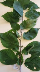 Betula alleghaniensis
