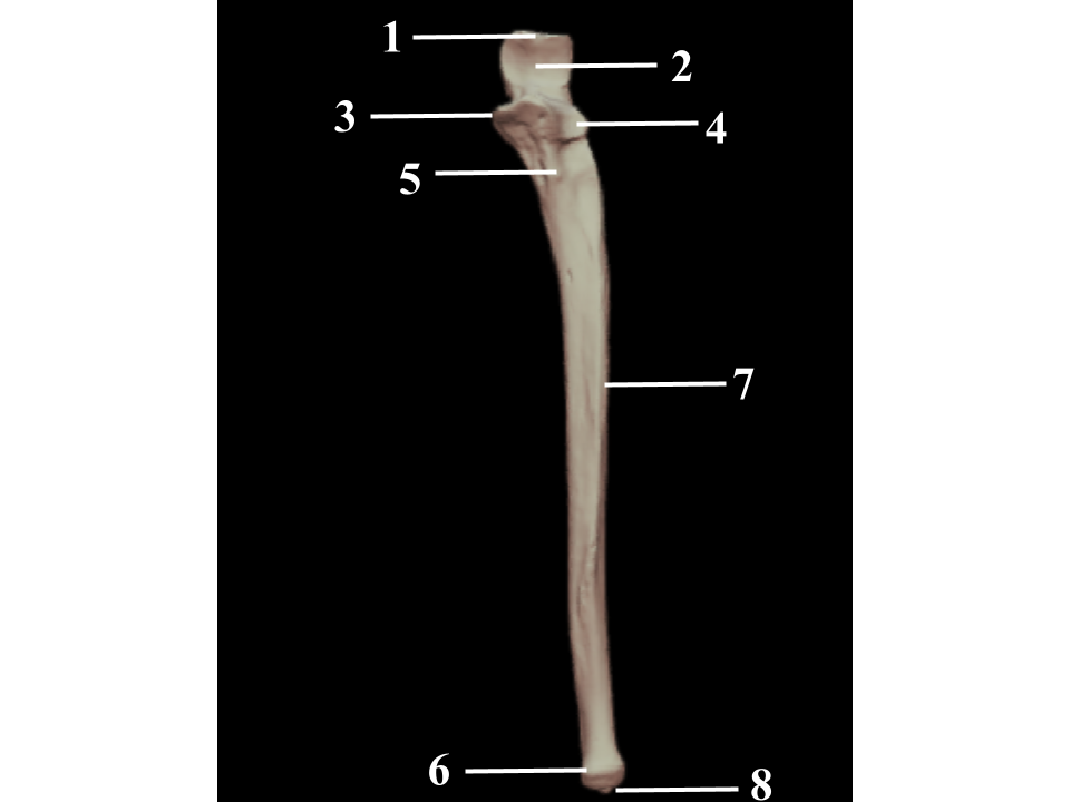 <p>What structure is indicated by 7?</p>