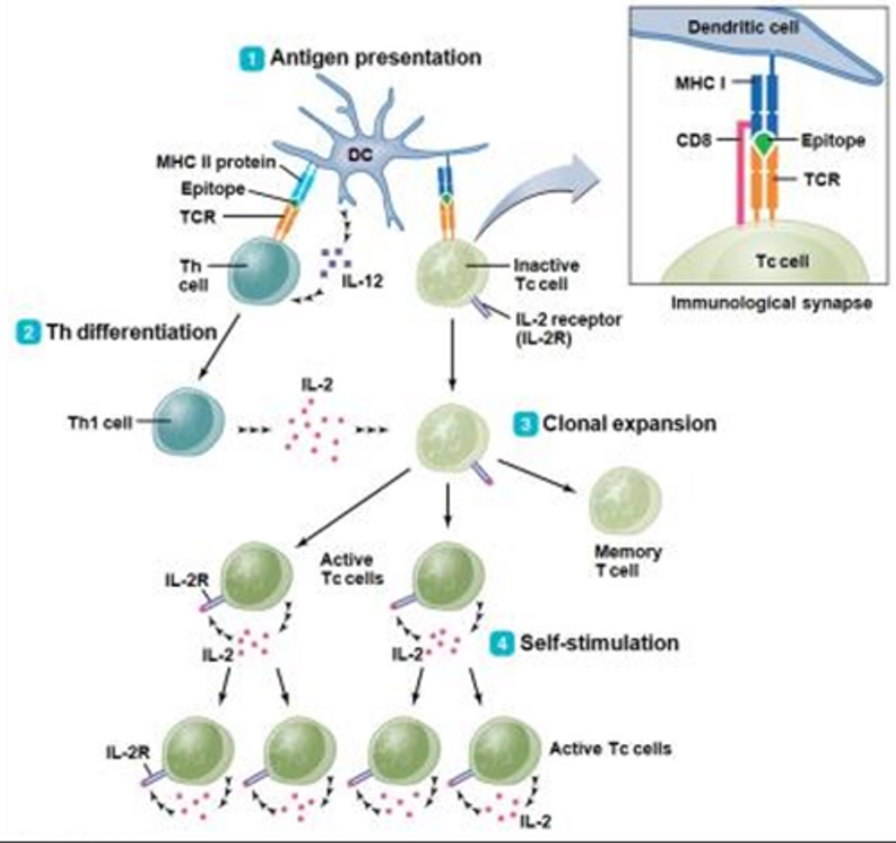 <p>Step 1 = Antigen Presentation:</p><p>- Infected dendritic cells will present antigen via MHC I to cytotoxic T-cells</p><p>- The interaction between MHC I and the T-cell receptor is stabilized by CD8</p><p>- Signaling between the cytotoxic T-cell and the dendritic cell is not very strong, often requires enhancement from helper T-cells</p><p>Step 2 = Helper T-Cell Differentiation:</p><p>- For a helper T-cell to become activated, the dendritic cell must present antigen in the context of MHC II (dendritic cell must have engulfed or phagocytosed infected components of host cells at some point)</p><p>- When coupled, the helper T-cell will induce the dendritic cell to signal more vigorously to the cytotoxic T-cell, thereby ensuring that a cellular response is evoked </p><p>- Helper T-cells also provide aid in the form of cytokines, particularly Il-2 (must be initiated by the dendritic cell through release of IL-2, which is only produced by infected dendritic cells)</p><p>Stage 3 = Clonal Expansion of Cytotoxic T-Cells:</p><p>- Requires both the coupling of MHC I with the T-cell receptor and IL-2 from activated helper T-cells</p><p>- Once activated, cytotoxic T-cells will proliferate to form identical clones that will either become memory T-cells or more cytotoxic T-cells</p><p>Stage 4 = Self-Stimulation:</p><p>- As clonal expansion proceeds, many of the replicating cytotoxic T-cells will begin to secrete their own IL-2, thereby obviating any need for further dendritic or helpful T-cell support </p>