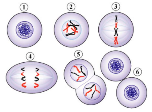 <ul><li><p>PMAT - prophase, metaphase, anaphase, telophase</p></li><li><p>Mitosis - Interphase (1), Prophase (2), Metaphase(3), Anaphase (4), Telophase(5), (Cytokinesis (6))</p></li></ul>