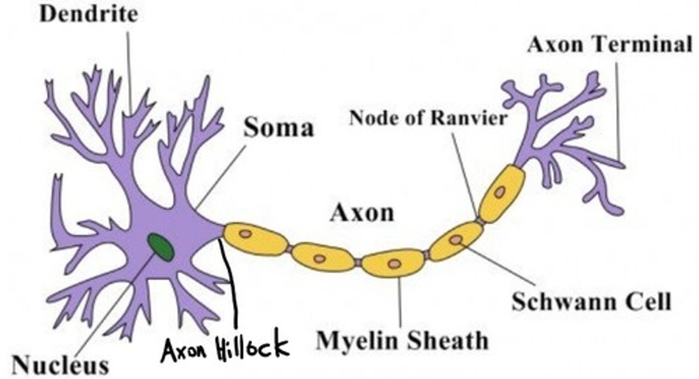 knowt flashcard image
