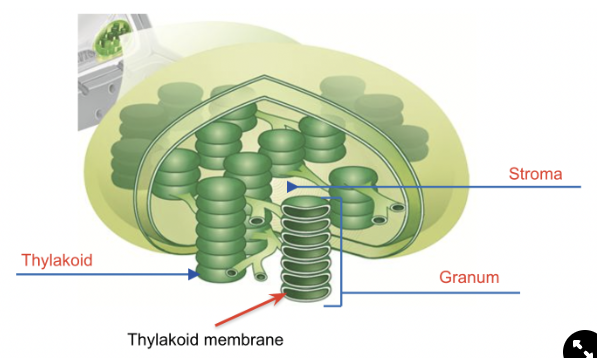 <p>Organelle where photosynthesis takes place</p>