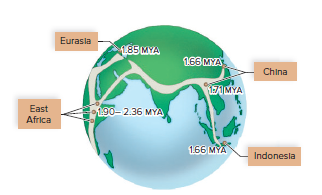 Migration of Homo erectus.