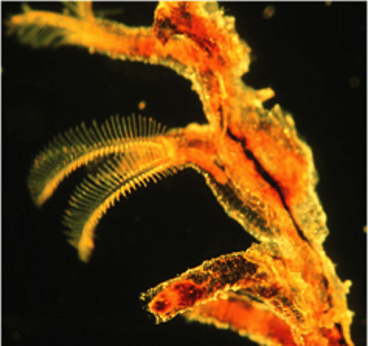 <p>- Tube-dwelling, colonial animals</p><p>- Tubes</p><p>- Cuticular, secreted by oral shield</p><p>- Body is tripartite</p><p>- Protosome forms an oral shield</p><p>- Protosome carries cilia for movement</p><p>- Mesosome forms collar with arms and tentacles used for suspension feeding and gas exchange</p><p>- Metasome forms trunk and stalk</p>