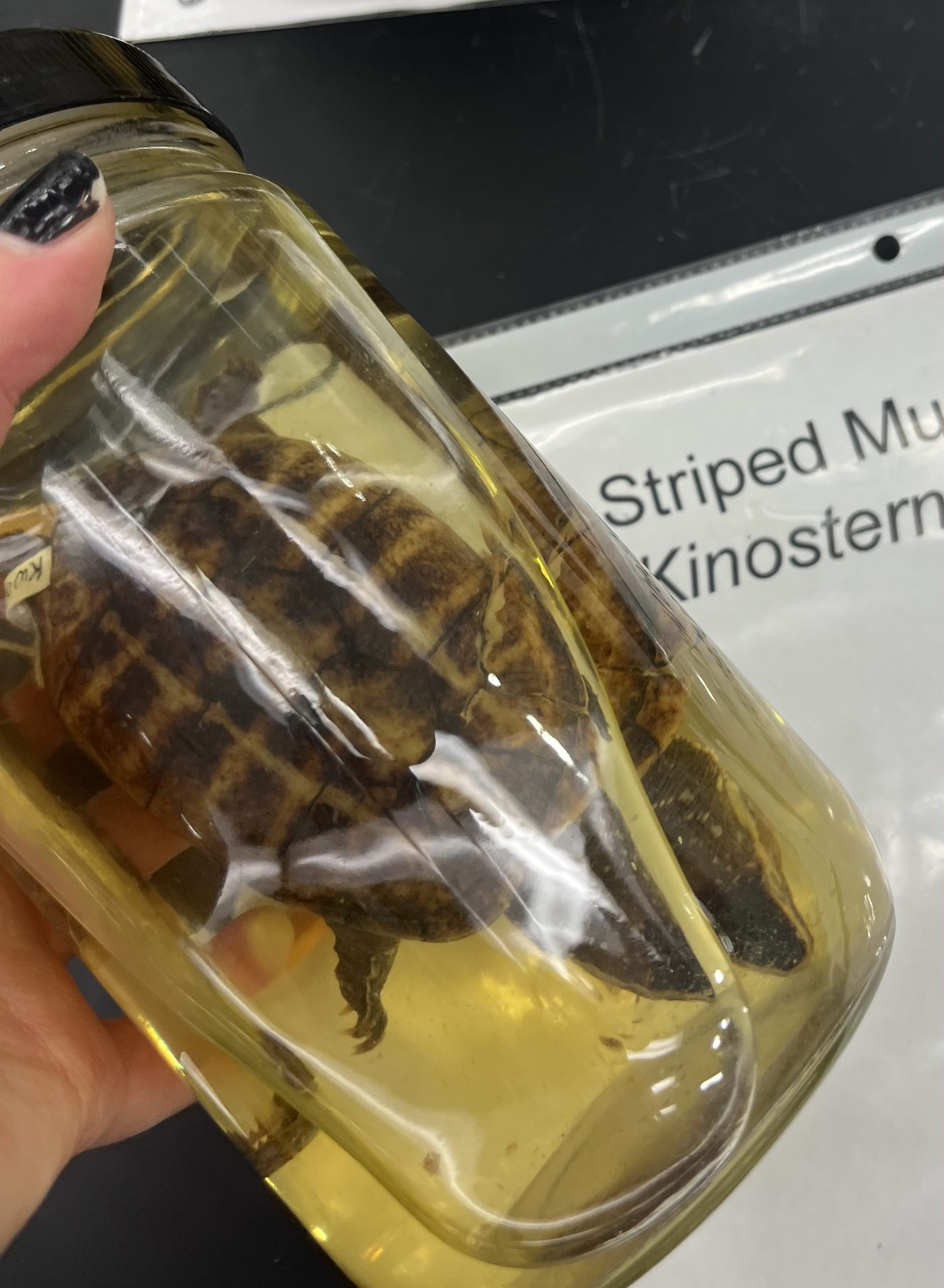 <ul><li><p>dark lines on shell</p></li><li><p>speckled head</p></li><li><p>pointy head</p></li><li><p>white lines on side of head</p></li></ul><p></p>