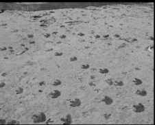 <p>Identify the type of fossil pictured above</p>