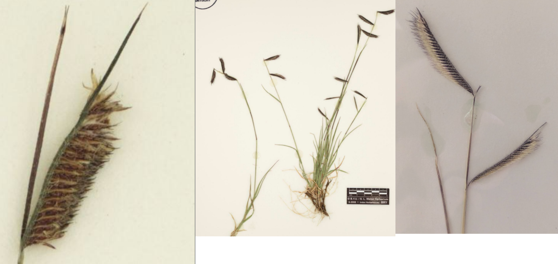 <p>Black gland on glumes</p><p>flag leaf</p><p>extended rachis</p>