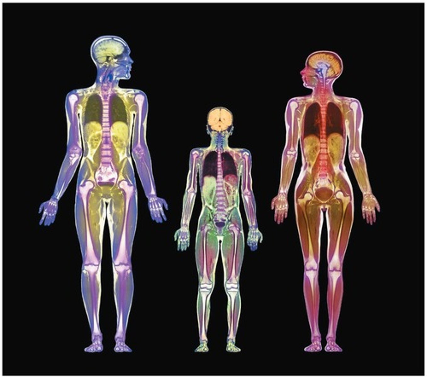 <p>The study of structure and location of body parts.</p>