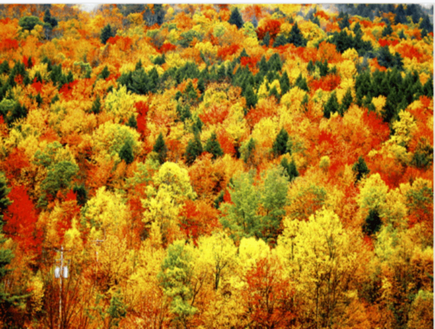 <p>Why do we see all these different colors in the fall?</p>