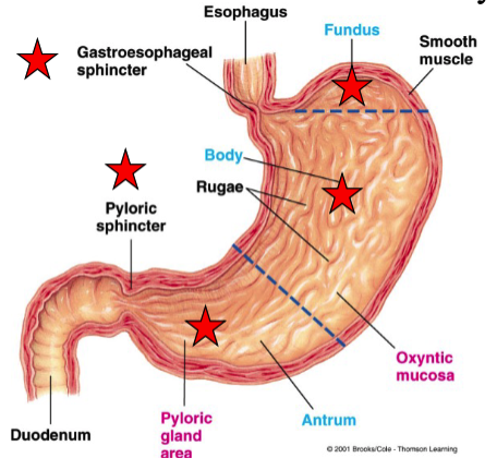 <ul><li><p>Fundus: above gastroesophageal sphincter</p></li><li><p>Body: middle portion</p></li><li><p>Antrum: bottom portion; thick smooth muscle; connects to small intestine via pyloric sphincter</p></li></ul><p></p>