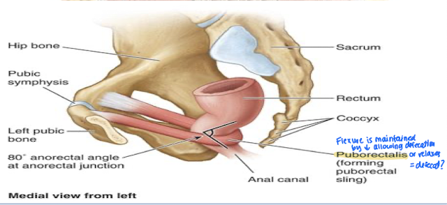 <p>Puborectalis</p>